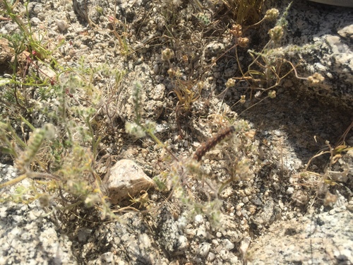 iNaturalist observation photo of Painted Lady