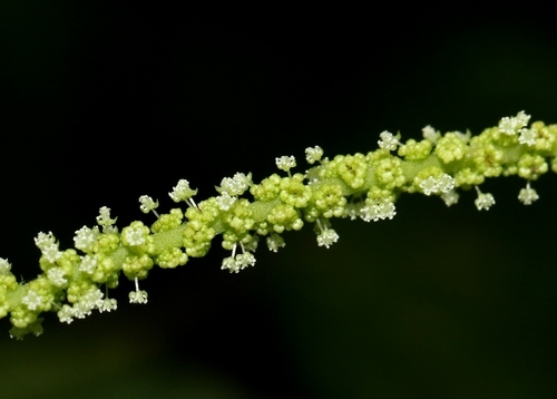 Middle African Acalypha (Acalypha paniculata)