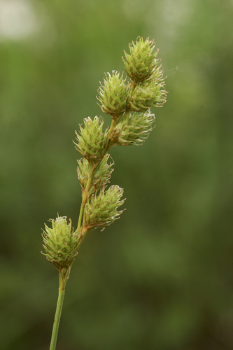 Fernald's sedge (Carex merritt-fernaldii)