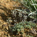Draba bruniifolia bruniifolia - Photo (c) mustafa gökmen, todos os direitos reservados, uploaded by mustafa gökmen