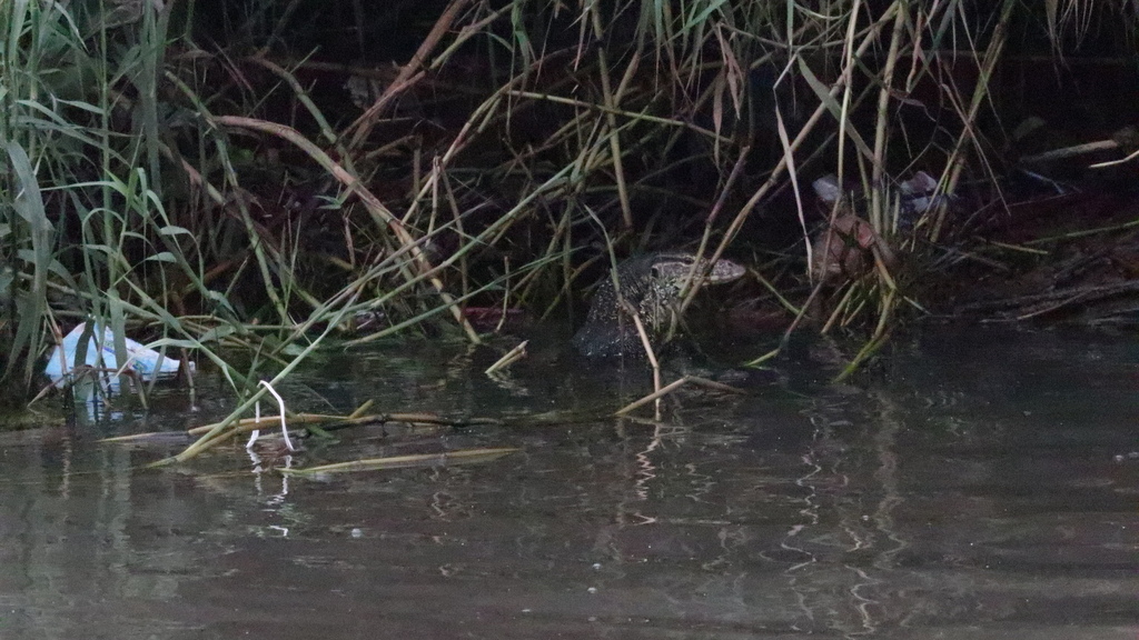 Two-striped Water Monitor from Jakarta, Indonesia on January 4, 2023 at ...