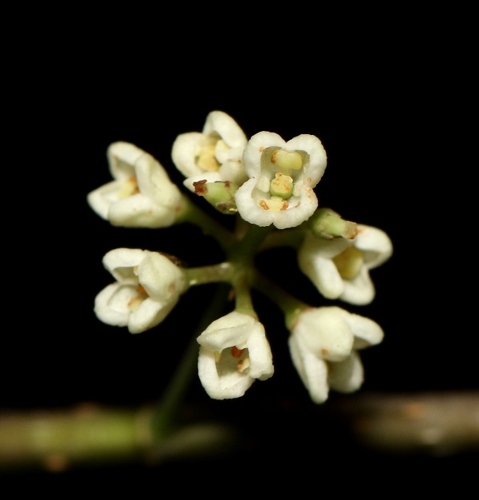 Tetrapilus polygamus · iNaturalist