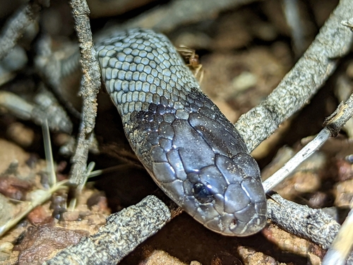 Blue-bellied Black Snake sighting