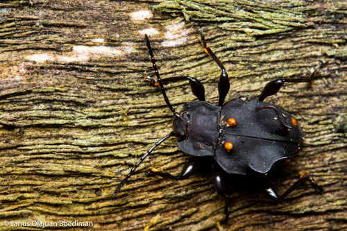 トゲトゲテントウダマシ属 (属 Cacodaemon) · iNaturalist