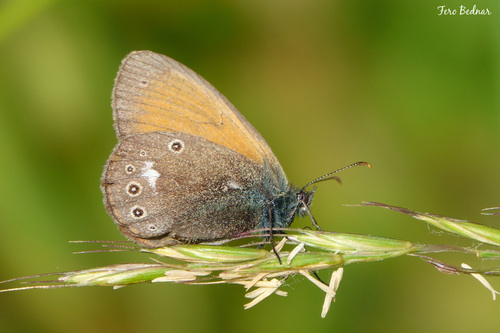 Coenonympha glycerion