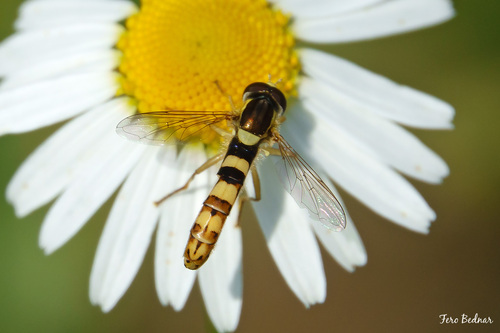 Sphaerophoria scripta