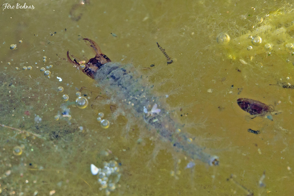 Hydrochara from 991 10 Ipeľské Predmostie, Slovakia on June 17, 2023 at