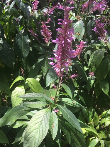 Odontonema callistachyum (Cham. & Schltdl.) Kuntze