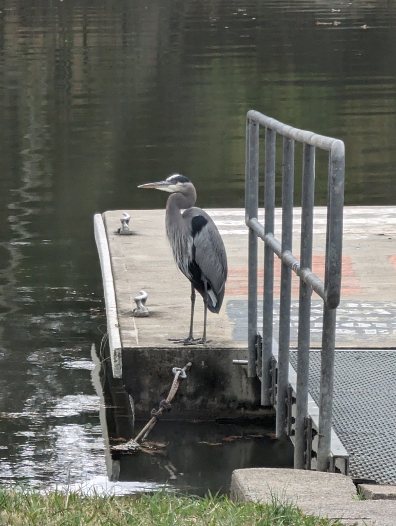 Great Blue Heron from Sumner County, TN, USA on November 17, 2023 at 02 ...