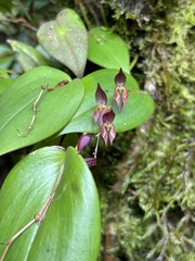 Pleurothallis rowleei image