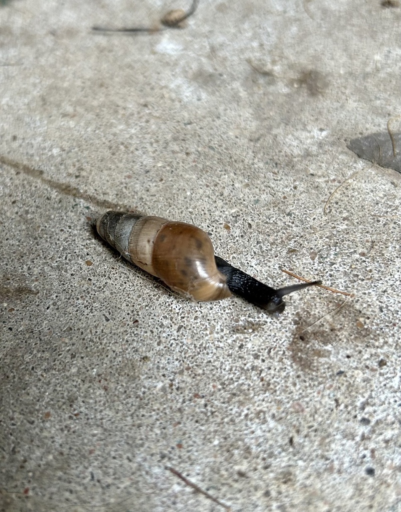 Decollate Snail from Saint Edwards Cir, Austin, TX, US on November 20
