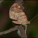 Scordylia quadruplicaria - Photo (c) RAP, todos los derechos reservados, subido por RAP