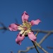 Silk Floss Tree - Photo (c) Bill Levine, all rights reserved, uploaded by Bill Levine