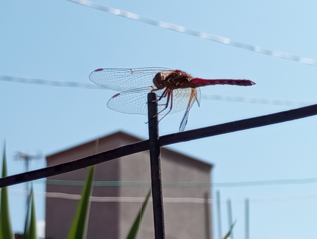 Cardinal Meadowhawk from Santa Cecilia Tepetlapa, 16880 Ciudad de ...