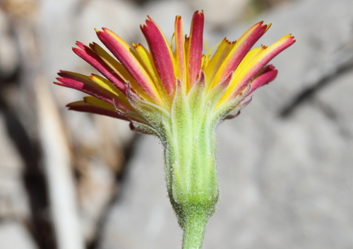 Leontodon oxylepis