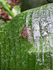 Leptoscelis quadrisignatus image