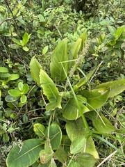 Image of Monstera integrifolia