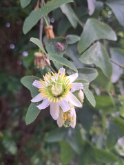 Passiflora biflora image