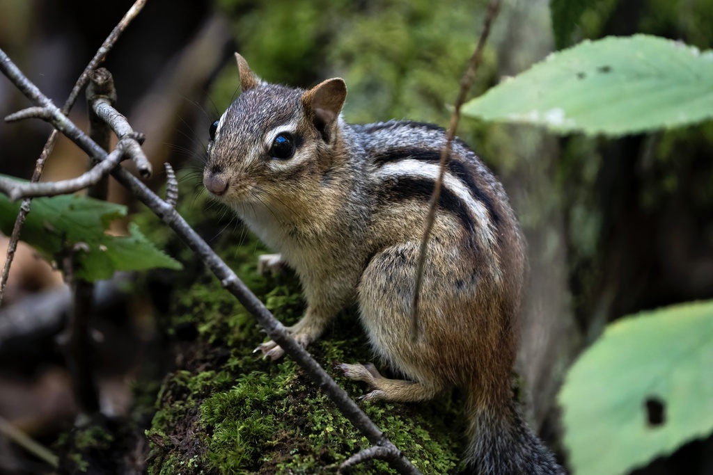 Eastern Chipmunk from Gateway National Recreation Area, New York, NY