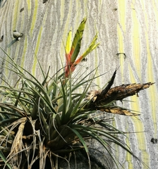 Tillandsia fasciculata image