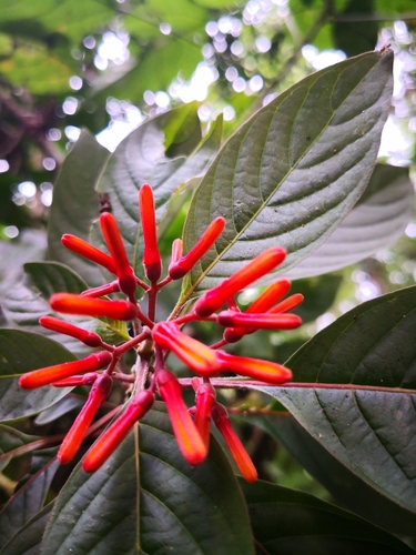 Firebush