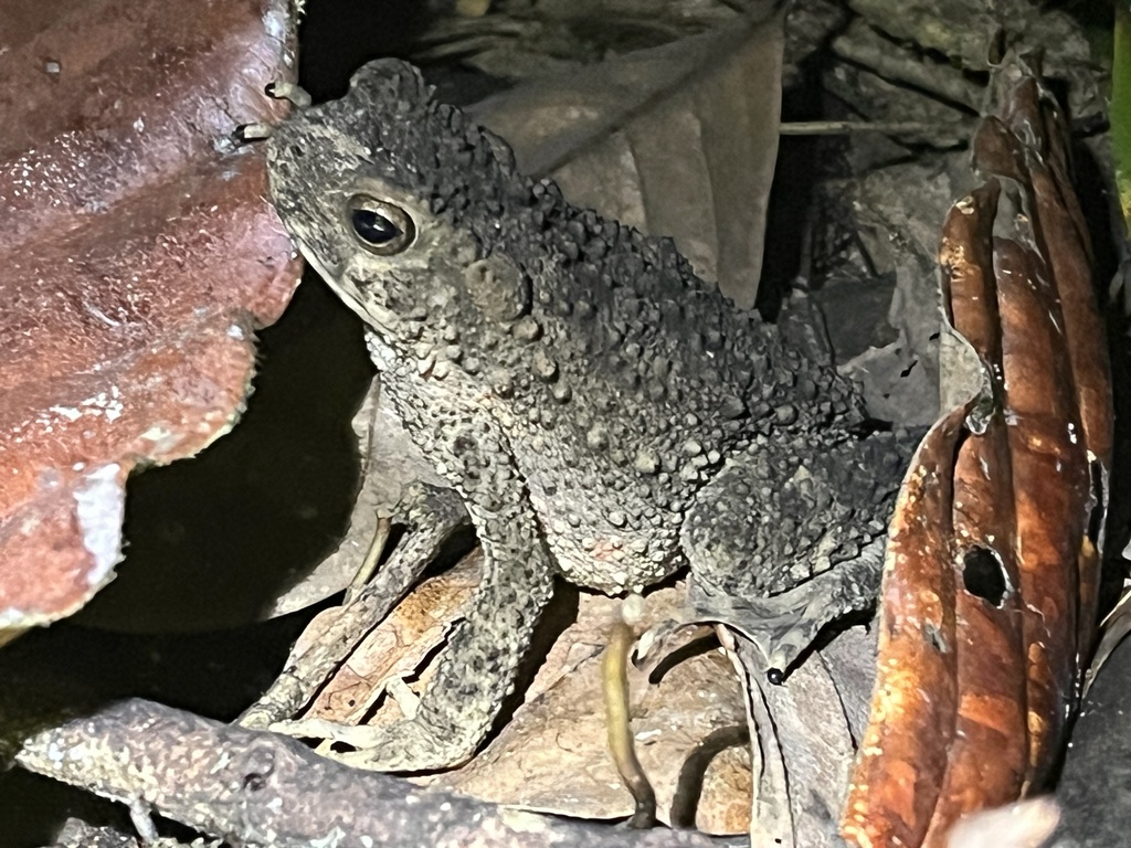 River Toad from Khao Sok National Park, Phanom, Surat Thani, TH on ...