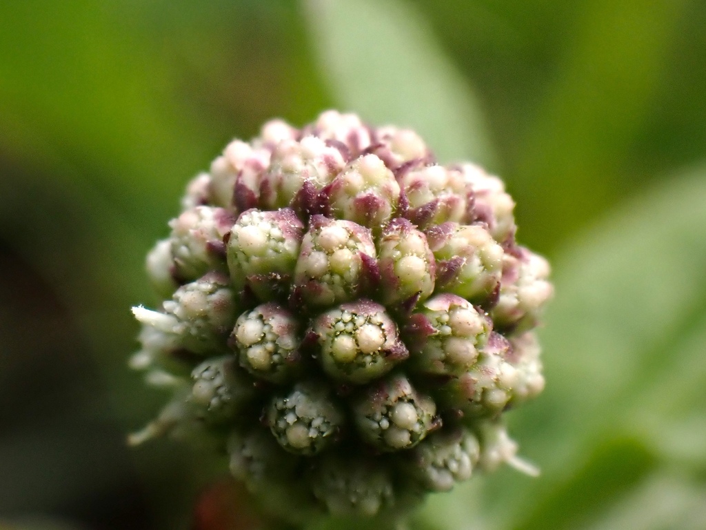 Sphaeranthus africanus (Sphaeranthus africanus)