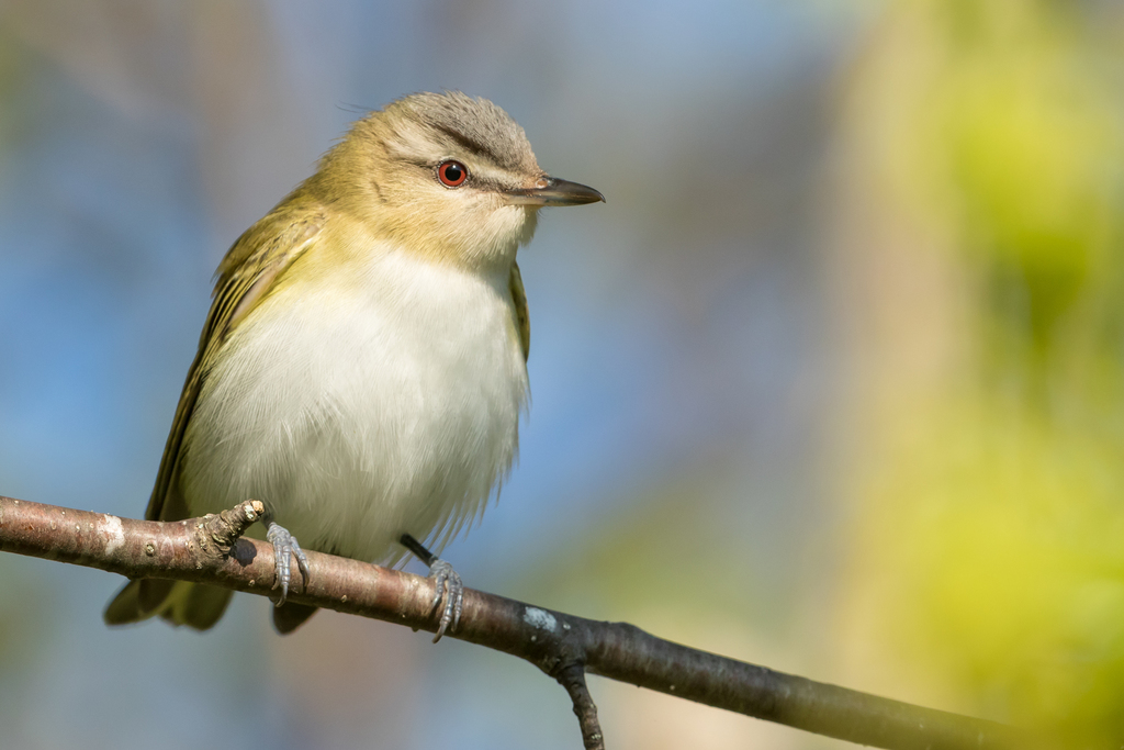 Red-eyed Vireo (Vireo olivaceus) photo
