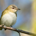 Vireo olivaceus - Photo (c) Kyle Blaney, כל הזכויות שמורות, uploaded by Kyle Blaney