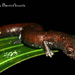 Salamandra Meridena - Photo (c) Cesar Barrio-Amorós, todos los derechos reservados