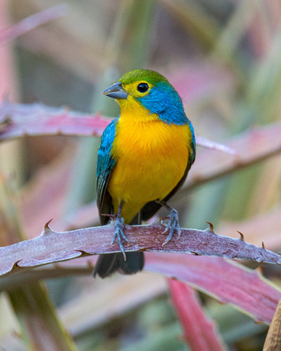 Orange-breasted Bunting