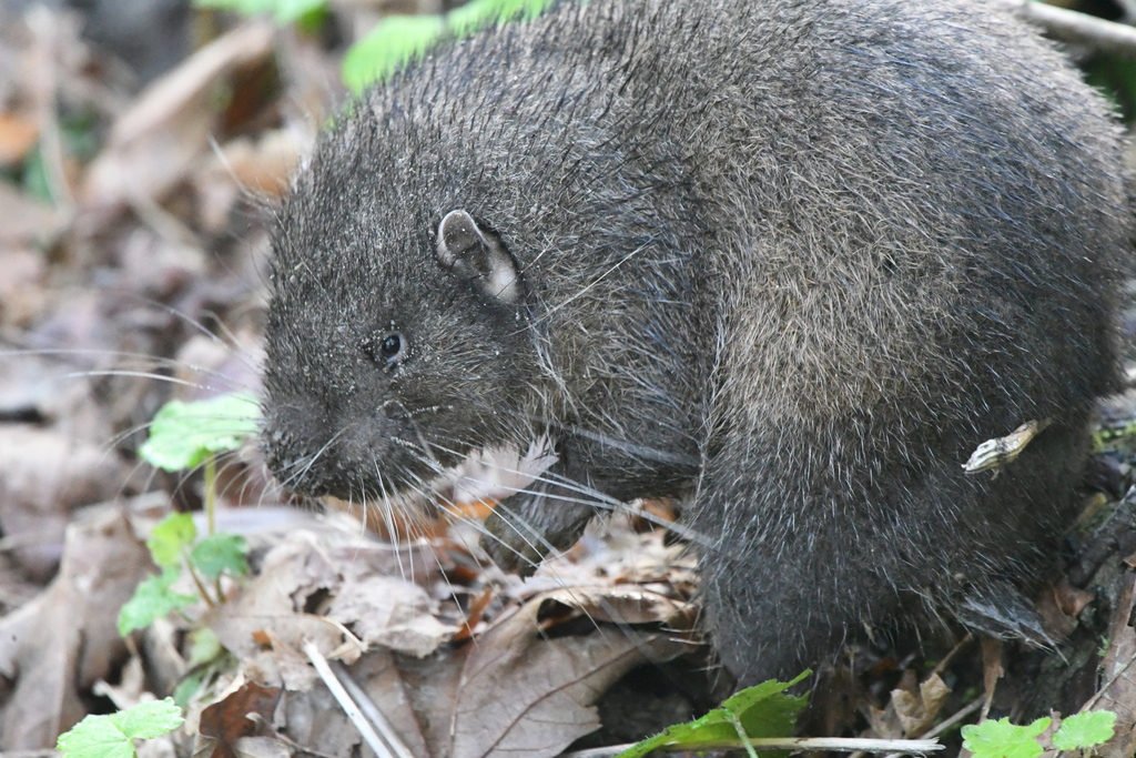Mountain Beaver from Carkeek Park on April 18, 2021 at 08:38 AM by ...