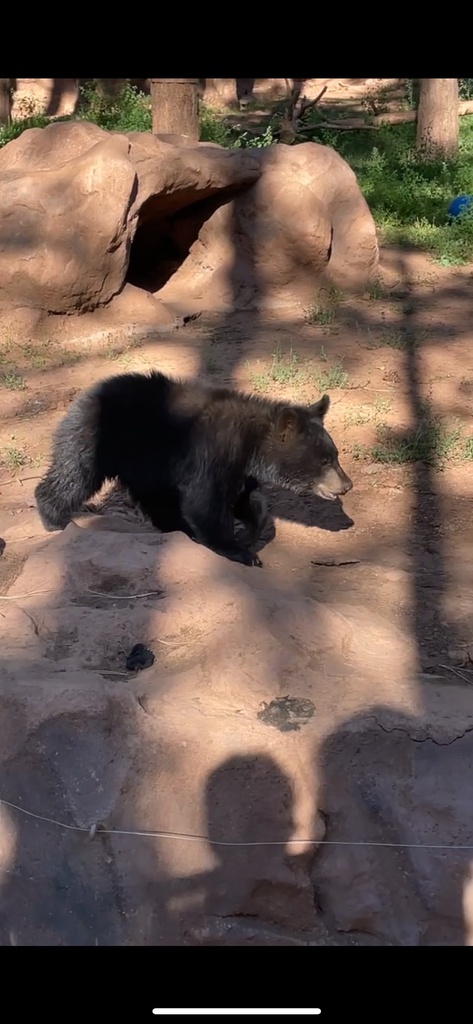 American Black Bear from Kaibab National Forest, Williams, AZ, US on ...