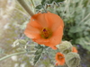 Apricot Mallow - Photo (c) Jim Roberts, all rights reserved, uploaded by Jim Roberts