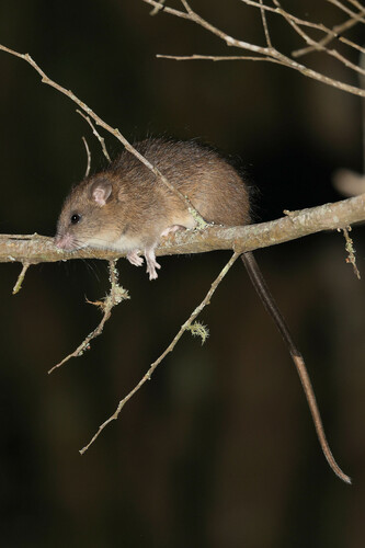 Bonthain Rat (Rattus bontanus) — Least Concern Mammalia