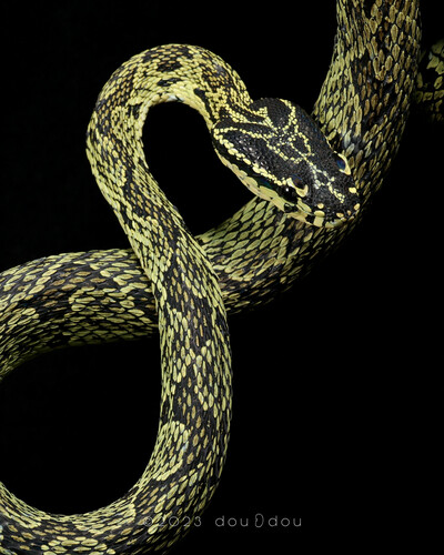 Jerdon's Pitviper
