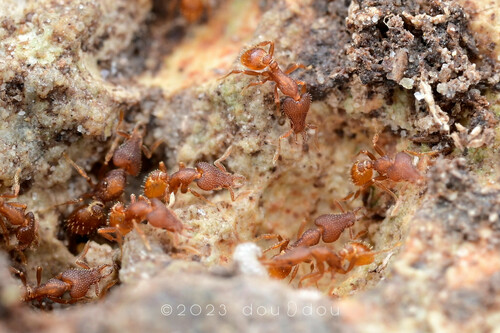 西氏瘤颚蚁Strumigenys sydorata