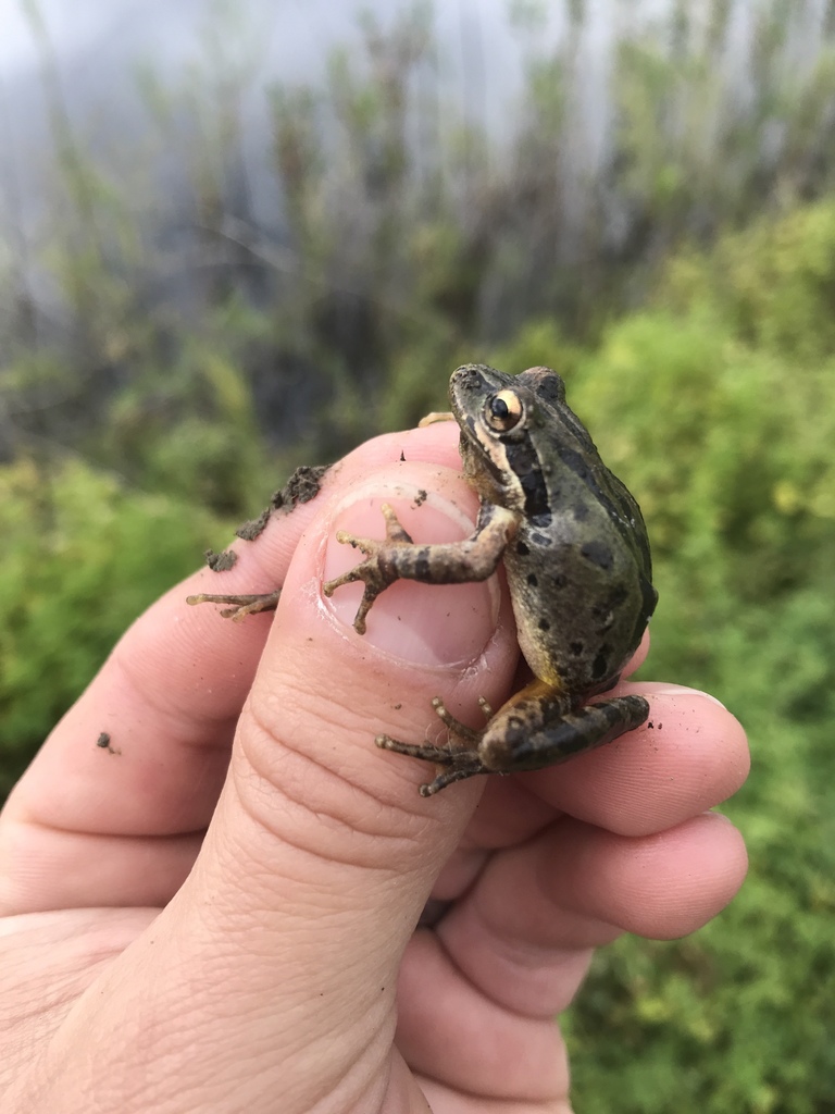 Baja California Tree Frog in March 2019 by Chris DeGroof · iNaturalist.ca