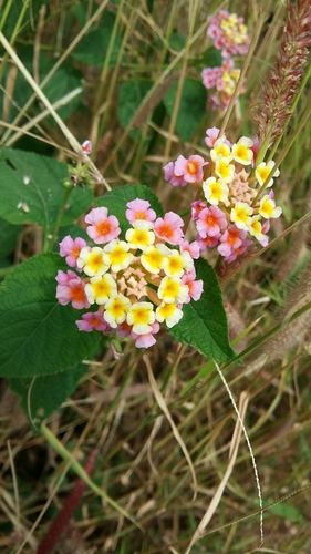 common lantana