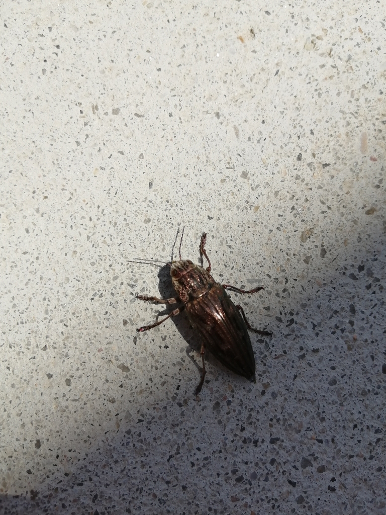 Chalcophora mariana massiliensis from 2530 Lourinhã, Portugal on May 8