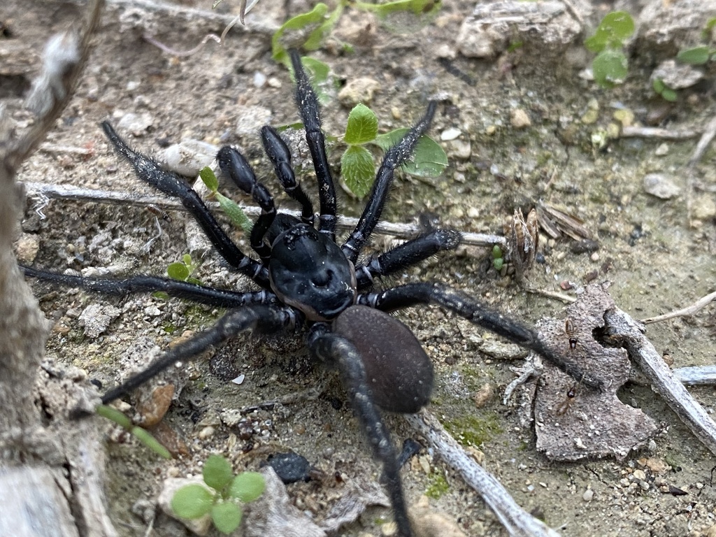 Southwestern Trapdoor Spider: Trapdoor Spider Definition – OHYDHC