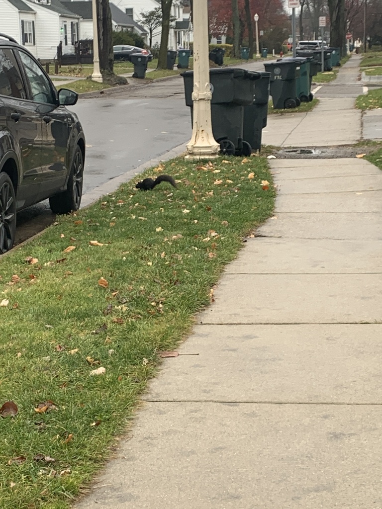 Eastern Gray Squirrel from Durand St, East Lansing, MI, US on November