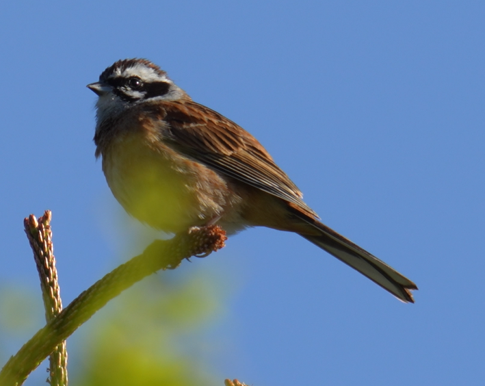 Emberiza cioides ciopsis from Kodachi, Fujikawaguchiko, Minamitsuru ...