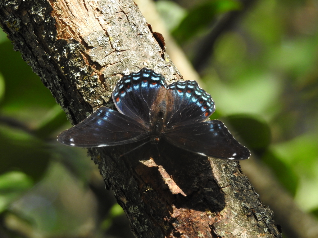 White Admiral × Red-spotted Purple from Simcoe, Ontario, Canada on ...