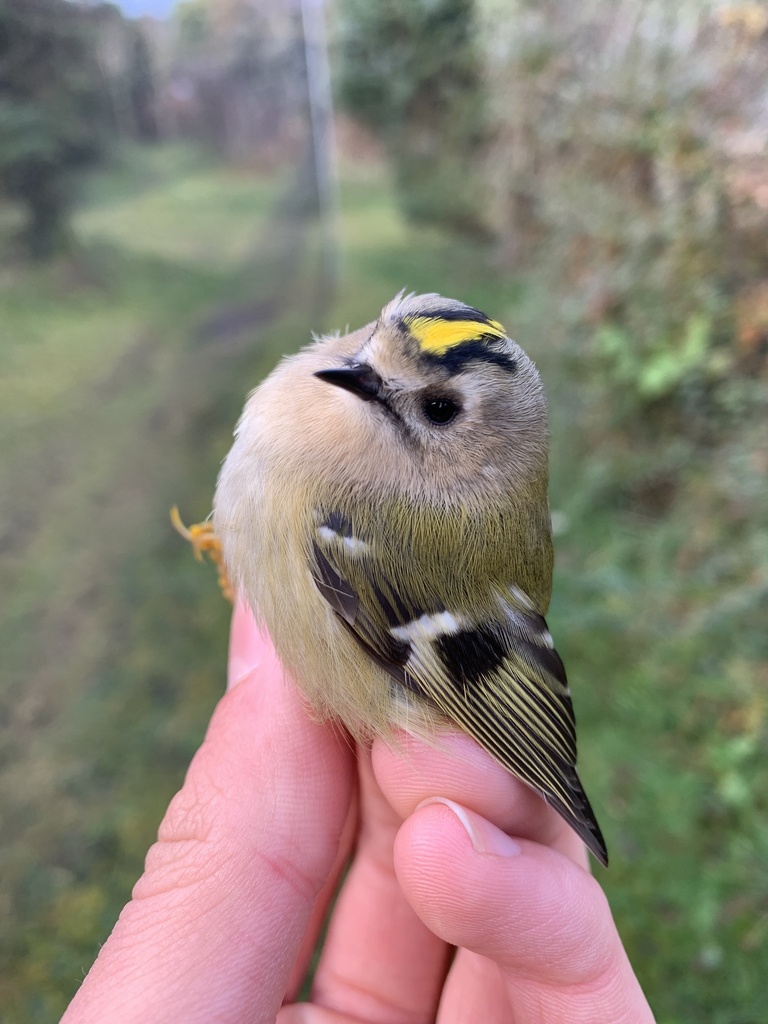 Goldcrest in November 2023 by Peter Wijnsouw · iNaturalist