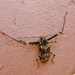 Harlequin Beetle - Photo (c) Karolina Vera, all rights reserved, uploaded by Karolina Vera