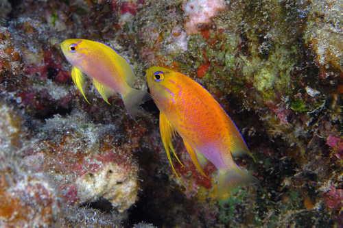 Hawaiian Longfin Anthias