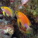 Hawaiian Longfin Anthias - Photo (c) John Hoover, all rights reserved, uploaded by John Hoover
