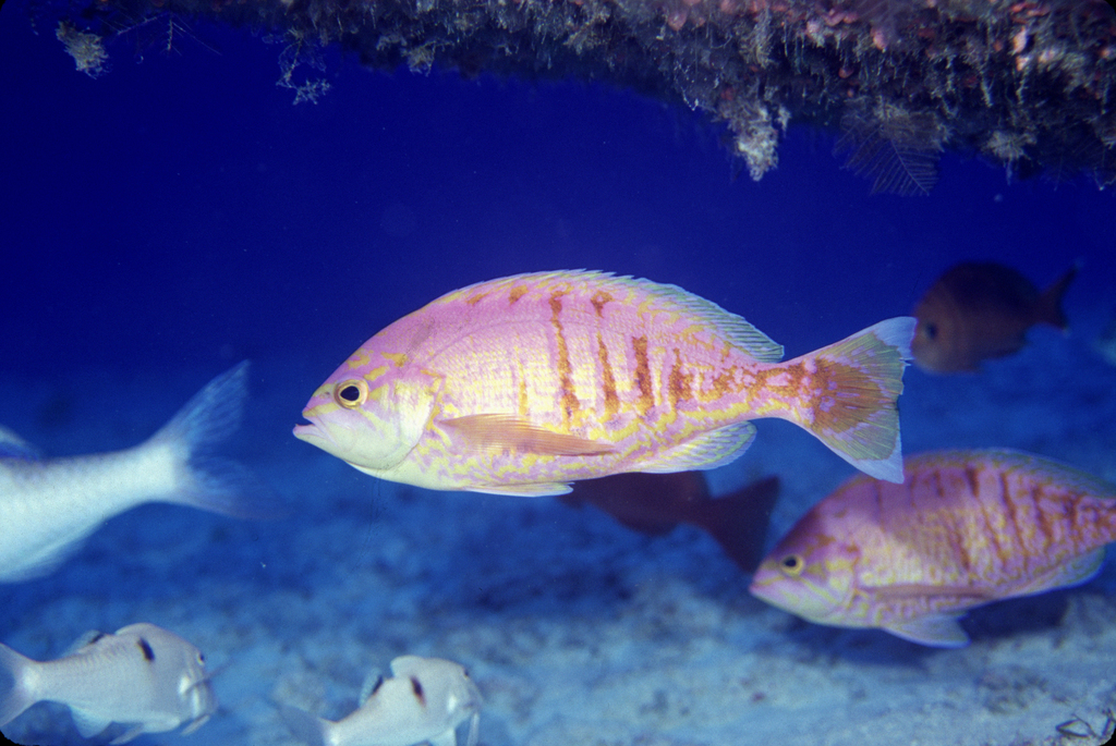 elegant-anthias-from-midway-atoll-united-states-minor-outlying-islands