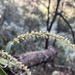 Bulbophyllum parviflorum - Photo (c) Ugyen Lhendup, όλα τα δικαιώματα διατηρούνται, uploaded by Ugyen Lhendup